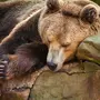 Спящий медвежонок картинки