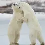 Медведи Обнимаются Картинки