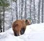 Категория Медведи