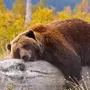 Как Выглядит Медведь