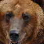 Медведь улыбается картинки