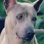 Собака тайский риджбек