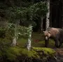 Медведь В Лесу Картинки