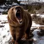 Медведь В Полный Рост