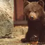Картинка медвежонок
