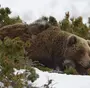 Медведь После Спячки