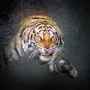 Черный Водяной Тигр 2022