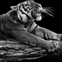 Тигр Черно Белое