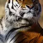 Тигр На Аватарку В Хорошем Качестве