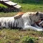Лев и тигр в хорошем качестве