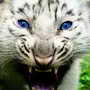 Белые Тигры С Голубыми Глазами