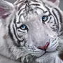 Белые тигры с голубыми глазами