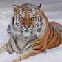 Уссурийский Тигр Картинки