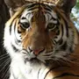 Уссурийский тигр картинки