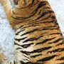 Толстый Тигр