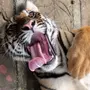Смешные Тигры