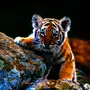 Картинка на заставку тигр