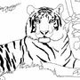 Тигр Рисунок Раскраска