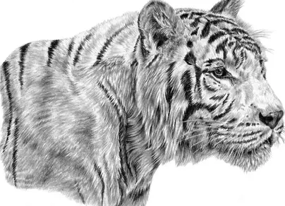 Тигр в профиль рисунок