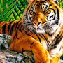 Рисунки на тему тигр