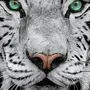 Тигр на аватарку