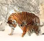 Тигр В Снегу