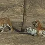 Туранский Тигр