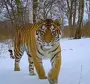 Амурский тигренок