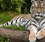 Амурский тигр в хорошем качестве
