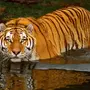 Тигр в хорошем качестве