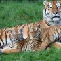 Тигр С Тигрятами