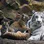 Тигр С Тигрятами