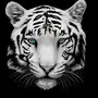Тигр на черном фоне картинки