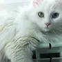 Турецкая ангора кошка