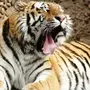 Тигры Разных Пород