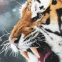 Картинки тигра на телефон