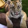 Добрый тигр