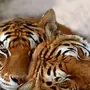 Добрый тигр