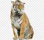 Картинка тигр на белом фоне