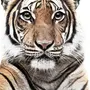 Картинка тигр на белом фоне