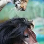 Картинка Тигр И Лошадь