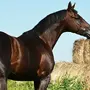 Караковая лошадь