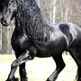 Фризы лошади