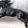 Фризы лошади