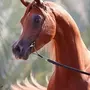 Арабская порода лошадей