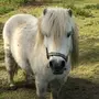 Лошадь пони
