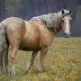 Башкирская Лошадь