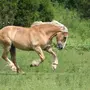 Каурая лошадь