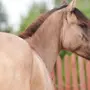 Каурая Лошадь