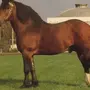 Лошадь Владимирский Тяжеловоз